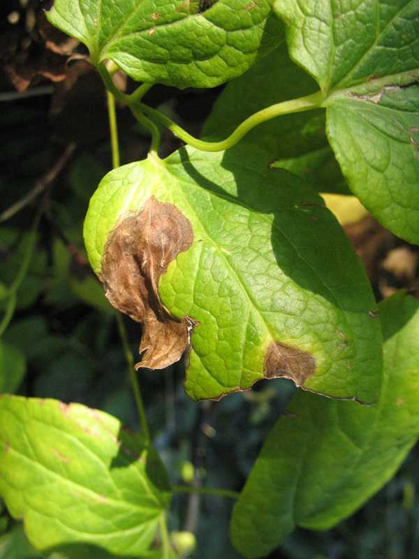 Bacterial spots, blights, and rots